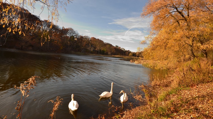 Three swans swim in a lake during autumn