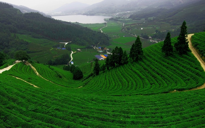 Rolling green tea fields and a distant lake