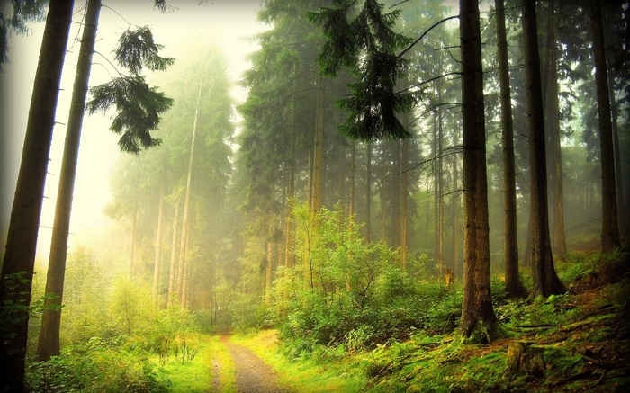 A foggy forest path with tall trees