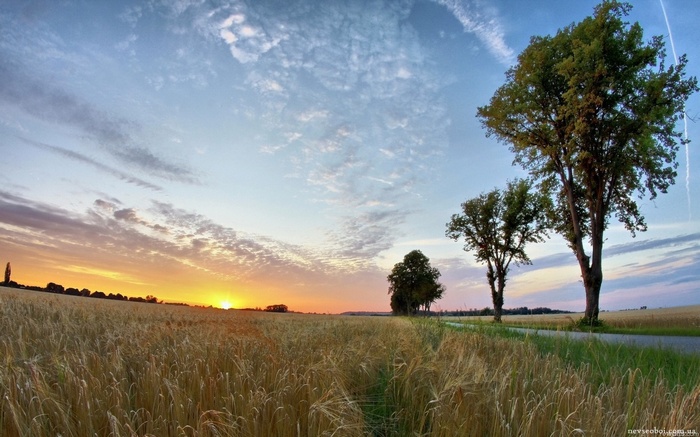 Wheat field at sunset with trees and clouds