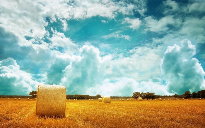 Hay bales in a golden field under a blue sky
