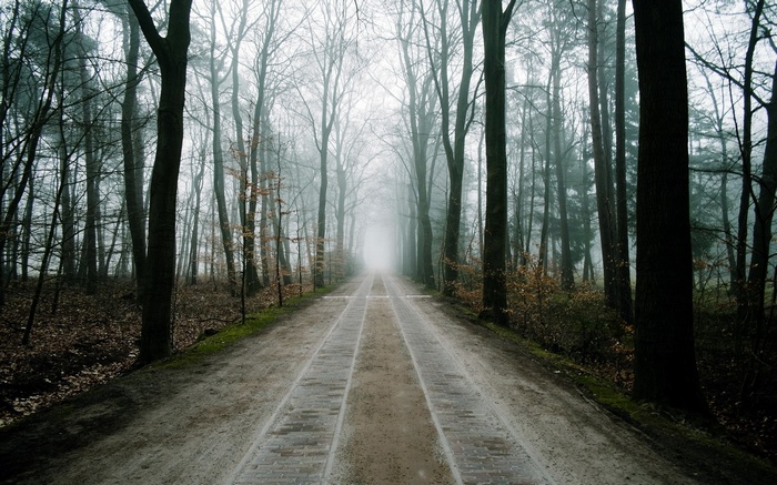 A foggy forest path with trees