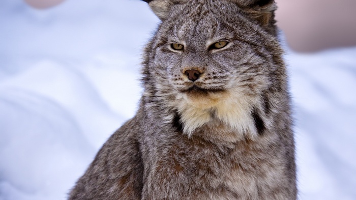Close-up of a Canadian lynx in the snow