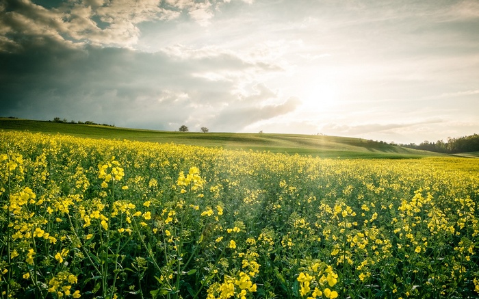 Field of yellow flowers under a cloudy sky