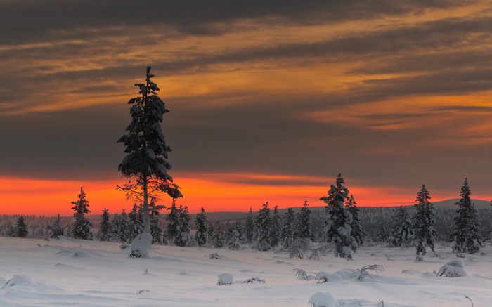 Snowy forest landscape at sunset