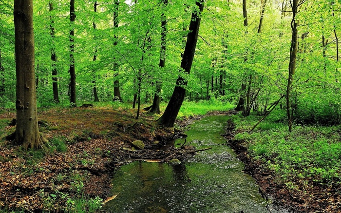 A stream flows through a sunlit green forest