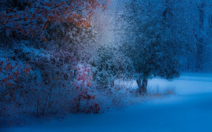 Snow-covered trees with orange leaves in blue light