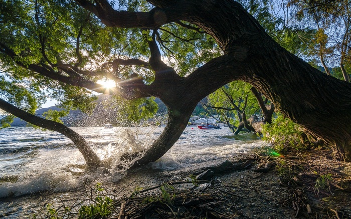 Tree branches over a lake with boats