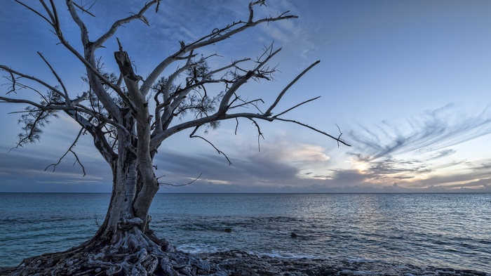 Dead tree on a rocky shore at sunset