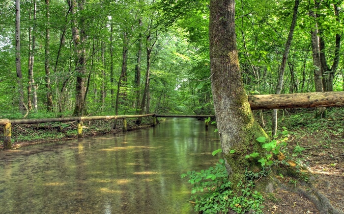 A stream flows through a dense forest with a log bridge