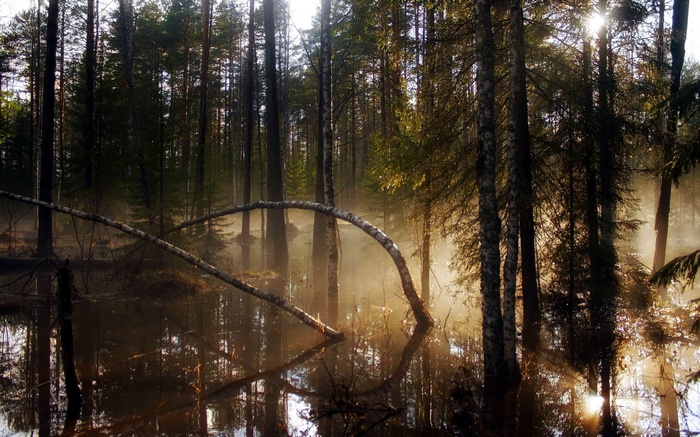 Misty forest with sunbeams over a swamp