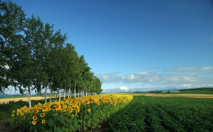 Field of sunflowers and green crops under a blue sky