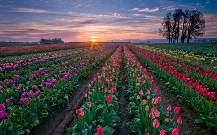 Rows of colorful tulips at sunrise