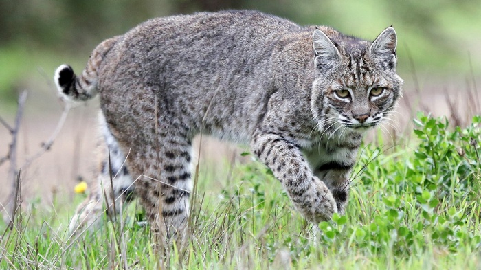 Bobcat walking through tall grass