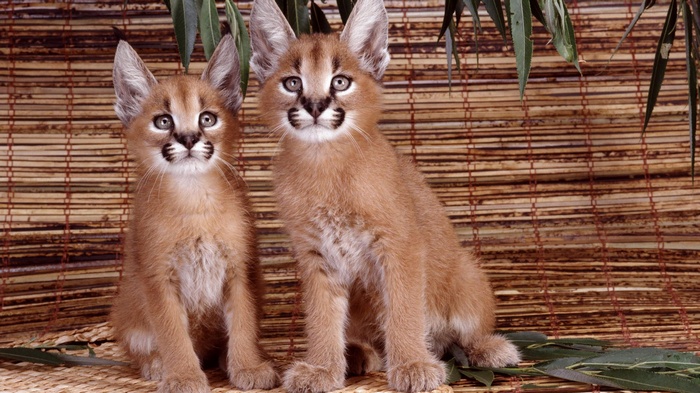 Two caracal kittens sitting on a mat