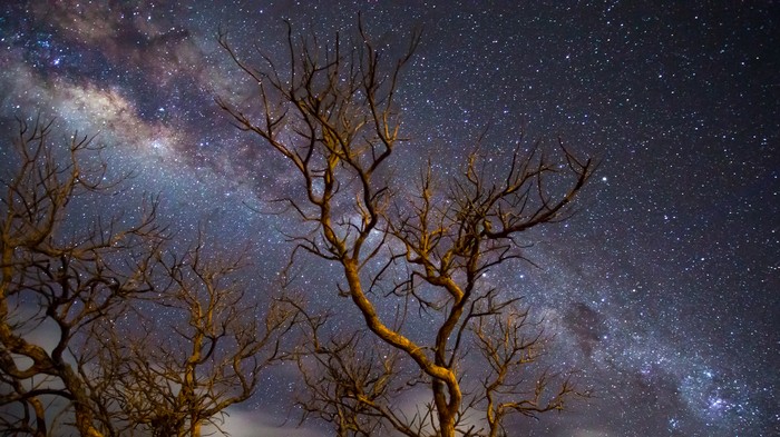 Milky Way Galaxy Above Leafless Trees in 4K