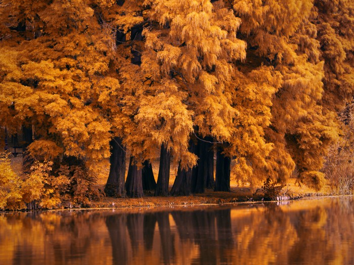 Autumn trees reflected in water