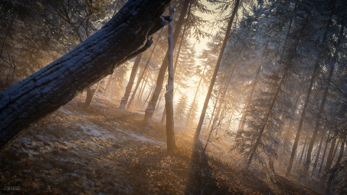 Forest with sunrays in the evening 4K