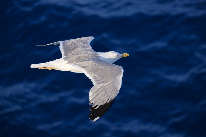 Seagull flying over the deep blue sea