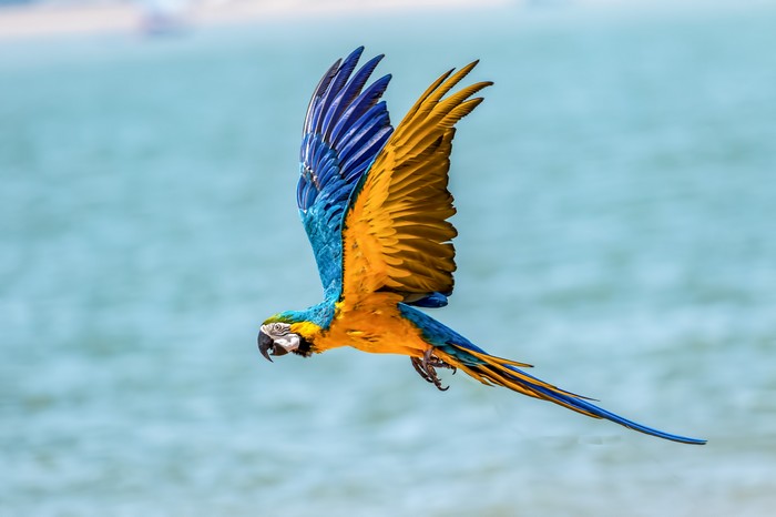 Blue and yellow macaw flying over water