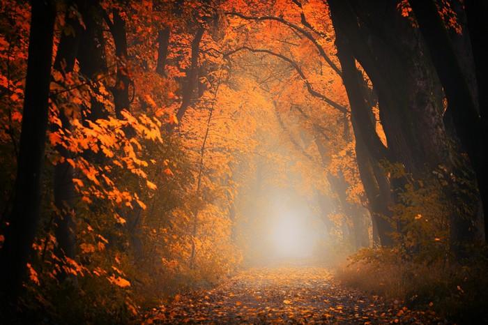 Autumn forest path with orange leaves and sunlight