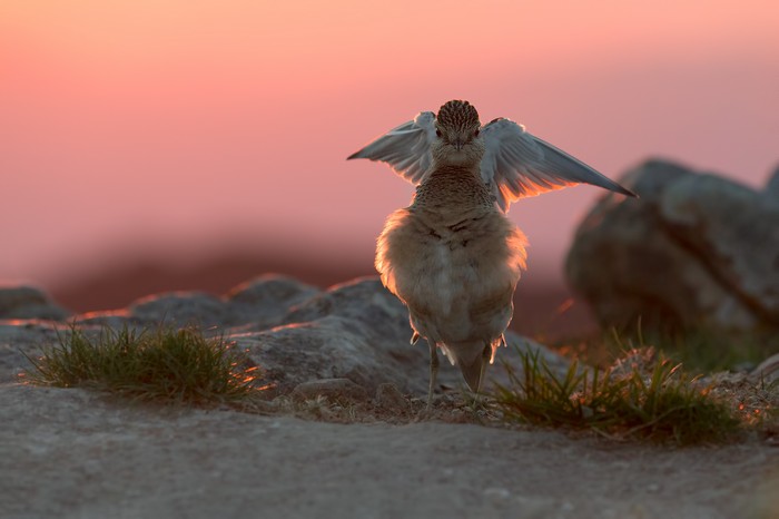Bird with wings spread at sunset