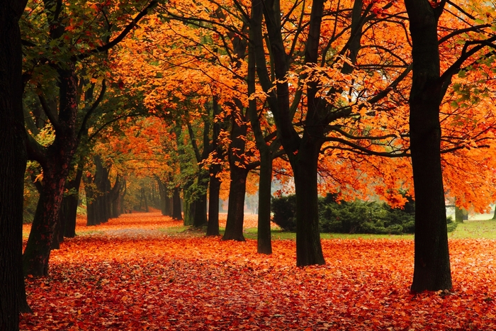 Autumn path lined with trees in fall colors