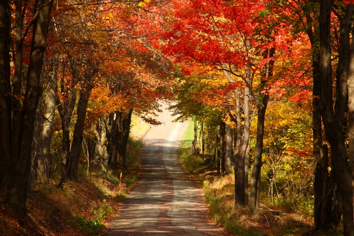 Road lined with trees in autumn colors