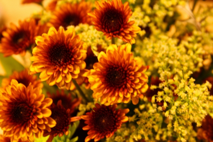 Close-up of orange chrysanthemums and yellow flowers