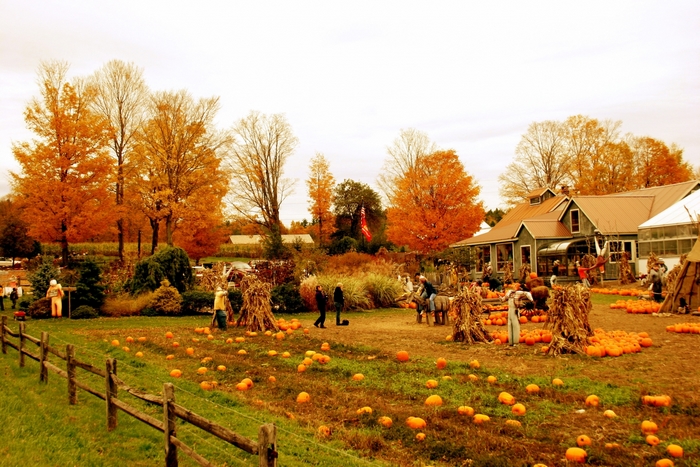 Autumn pumpkin patch with scarecrows and a house