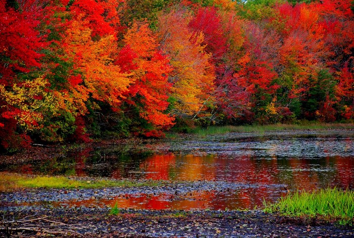 Autumn trees reflecting in a pond