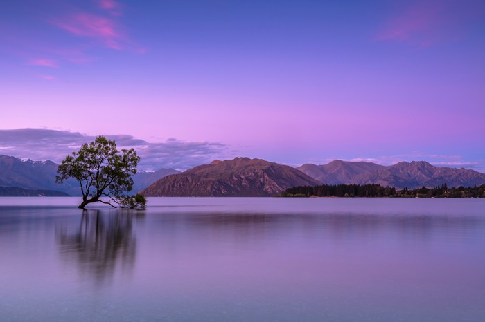 Wanaka Tree in Lake Wanaka at Sunset