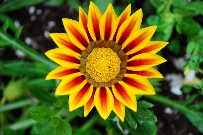 Vibrant Yellow and Red Gazania Flower in Bloom