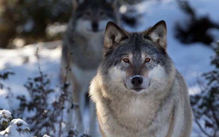 Two wolves in a snowy forest