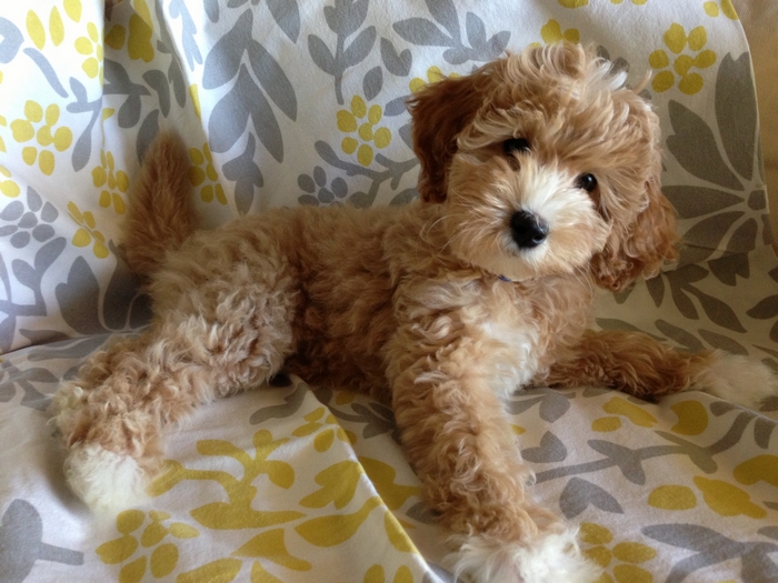 A fluffy golden doodle puppy lying down