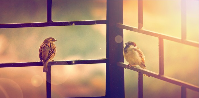 Two sparrows on a window frame in 4K