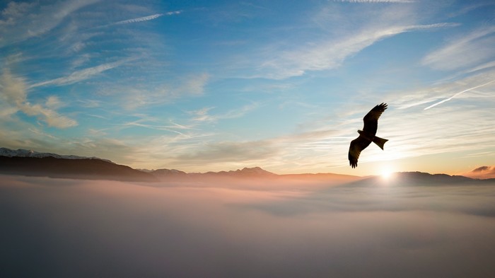 Eagle flying over clouds at sunset 4K