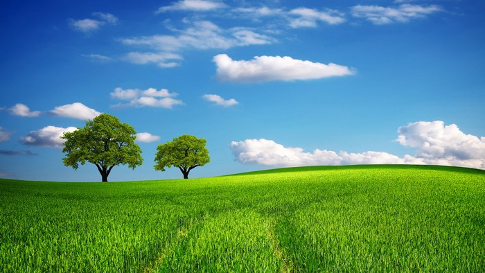 Two green trees on a grassy hill under a blue sky with clouds