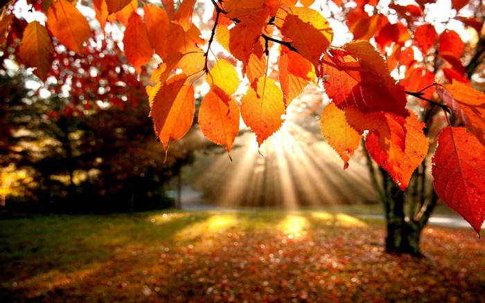 Autumn leaves with sunbeams