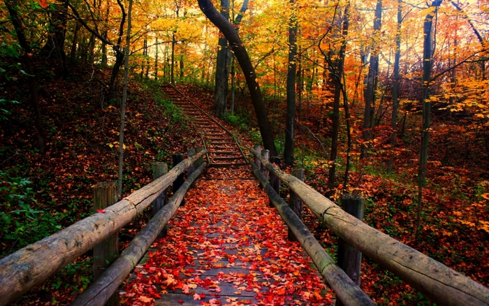 Wooden bridge over a path covered in autumn leaves