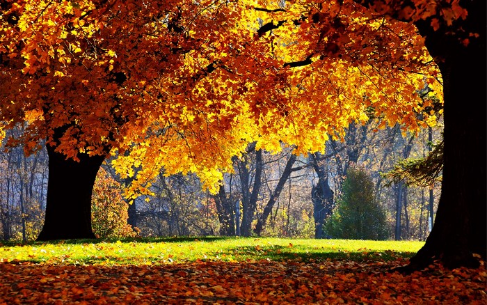 Autumn trees with golden leaves in a park