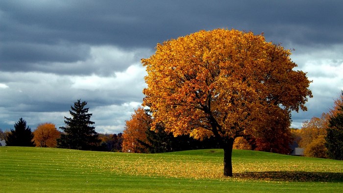 Autumn tree with golden leaves on a grassy field