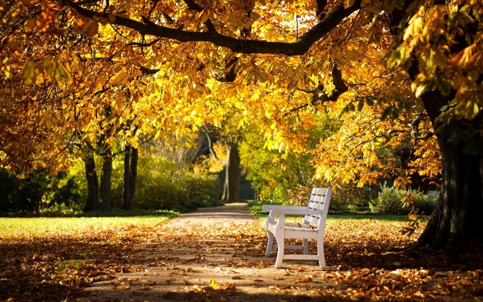 Autumn park with a white bench under golden trees