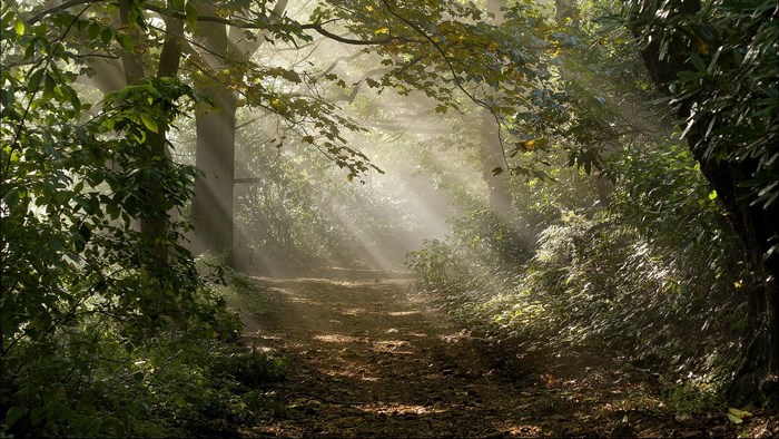 Sunlight filtering through trees on a forest path