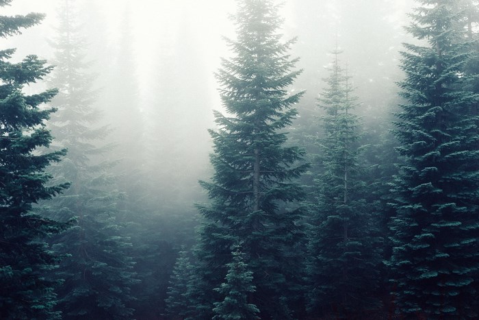 Misty forest with tall evergreen trees