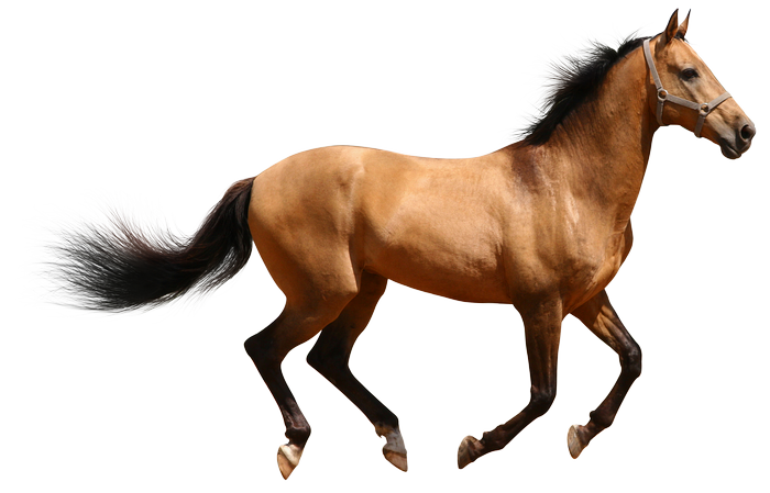 A buckskin horse running