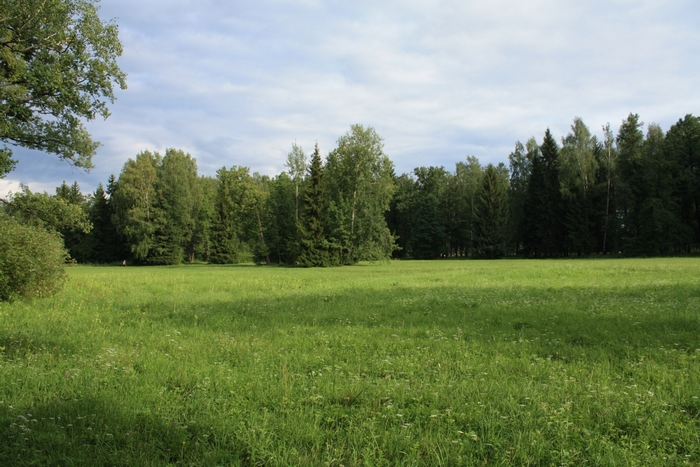 Green meadow with trees and cloudy sky