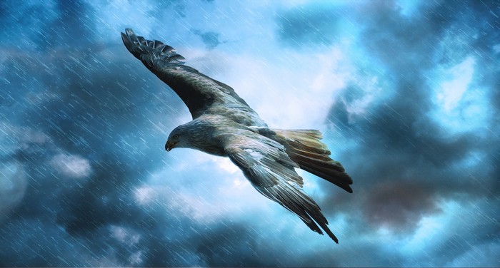 Eagle flying through a stormy sky with rain