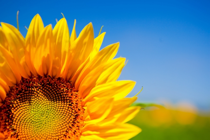 Close-up of a sunflower against a blue sky