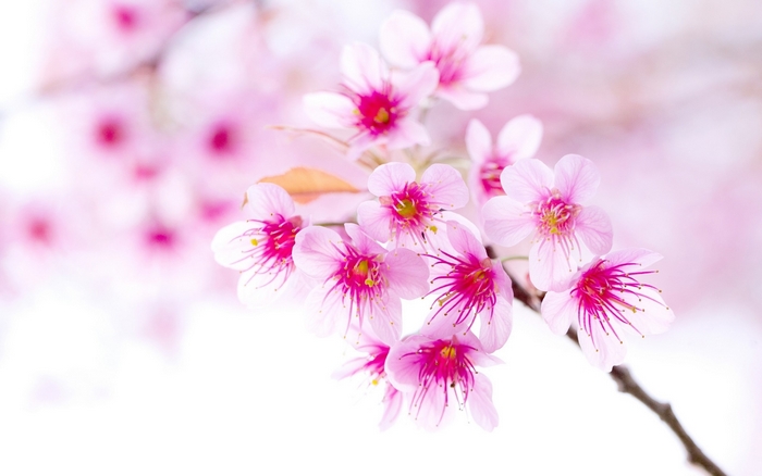 Pink cherry blossoms on a branch